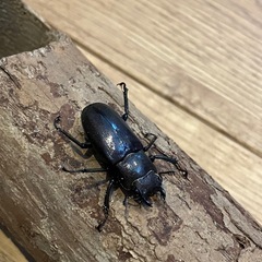 メタリフェルホソアカクワガタ【ペア】 #5の画像