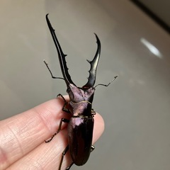 メタリフェルホソアカクワガタ【ペア】#8の画像