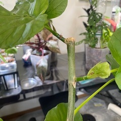 フィカスウンベラータ　の画像