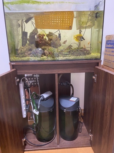 海水魚　全部セット