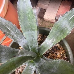 大型アガベ　アメリカーナ？？鉢ごとお譲り　斑入り の画像