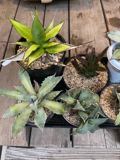 アガベ　　サボテン　アロエなど　観葉植物セット①