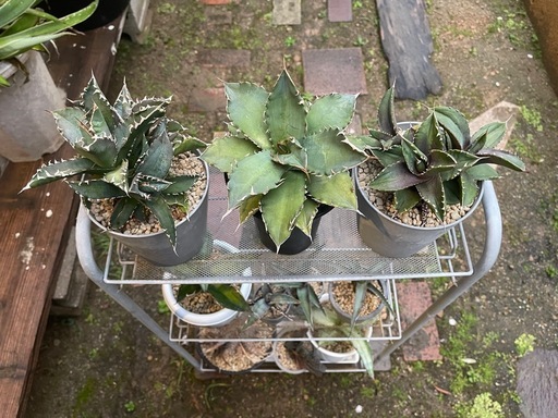 アガベ　アロエなど　観葉植物セット②