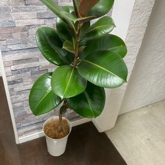 観葉植物🪴フィカス・エラスティカ（ゴムの木）の画像
