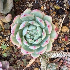 多肉の販売　地植えもありの画像