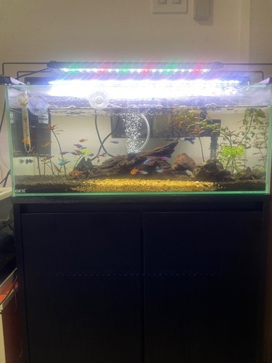 熱帯魚フルセット