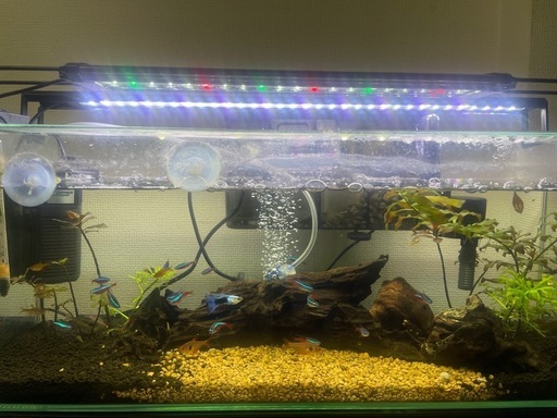 熱帯魚フルセット