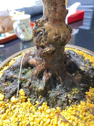 皐月盆栽