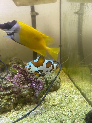 海水魚　全部セット