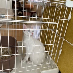 ブルーアイの白猫ちゃん、、、魅力的🩷