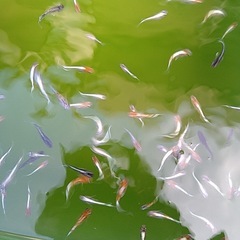 メダカ20匹の画像