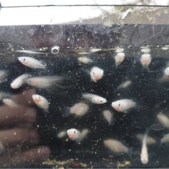 【決まりました】紅ホッペ 画像全ての画像