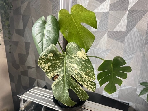 観葉植物 ユーフォルビア レネンシス 【公式通販】
