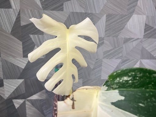 ⭐️お譲り先決定❗️【観葉植物】斑入り　モンステラ　ボルシギアナ　ホワイトタイガー　