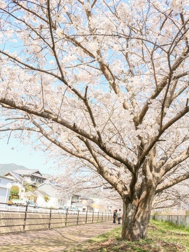 日曜限定！！お値下げCanonカメラ