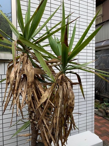 観葉植物