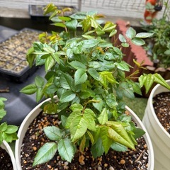 接ぎ木苗（中苗）バラ2の画像