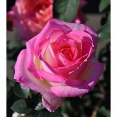 挿し木　バラ4の画像