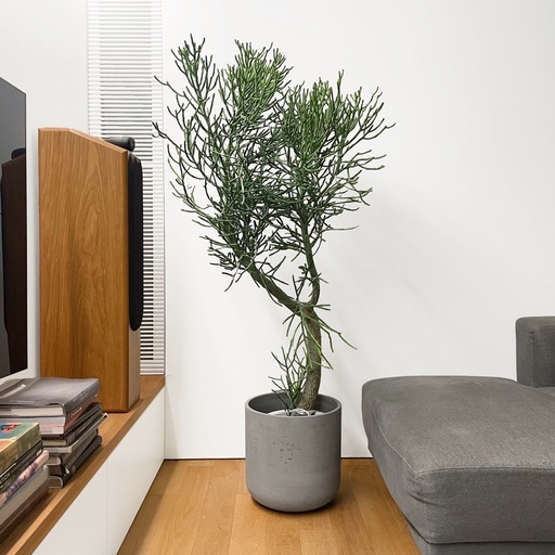 観葉植物 ユーフォルビア レネンシス