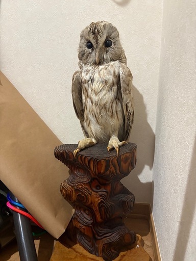 フクロウの剥製