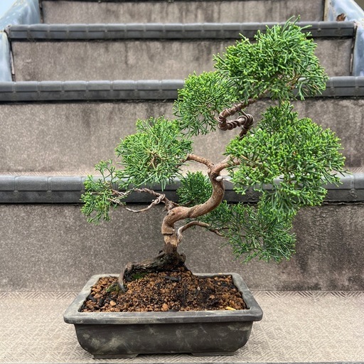 真柏　盆栽