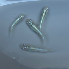 メダカ　幹之めだか　2ペアの画像