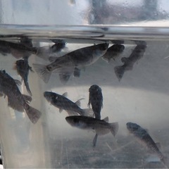 曜変天目　画像全ての画像