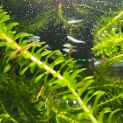 ミックスメダカ、ミナミヌマエビ、石巻貝、アナカリスの画像