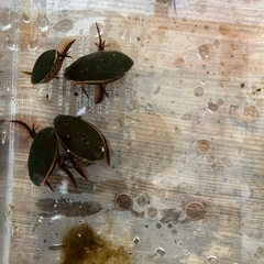 ゲンゴロウの交換