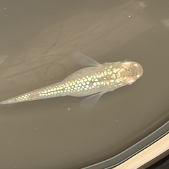 メダカ　シャンパンゴールド2ペアの画像