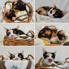 【動画あり】生後6ヶ月のミケ女🌺沖縄出身