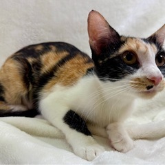 【動画更新してます】生後6ヶ月のミケ女🌺沖縄出身 - 猫