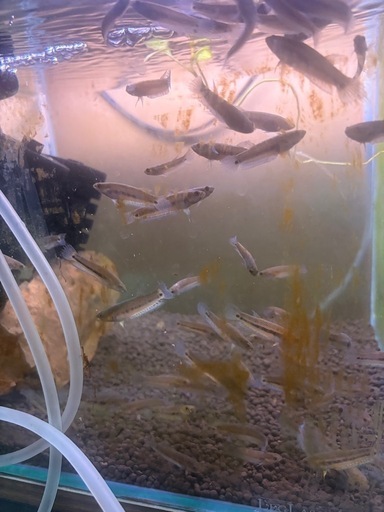 ワイルドベタ　ユニマクラータ　稚魚5匹セット　