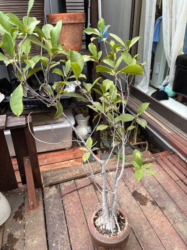 ガジュマル　キジムナー　沖縄　観葉植物　塊根植物　多肉植物　ビザールプランツ　レアプランツ　ガーデニング　植物　グリーン　趣味　盆栽　葉　花　庭　草　インテリア　おしゃれ　飾り　園芸　