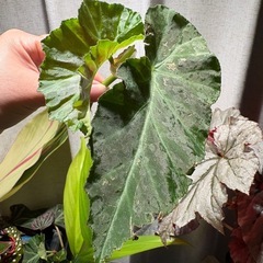 カット苗 ベゴニア ①　グレイフェザー グレーフェザー 観葉植物の画像