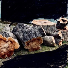 もみじ　紅葉　カエデ　かえで　楓