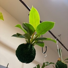 お手持ちの植物を苔玉に仕立てます｜植え替え・リフレッシュOK − 東京都