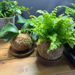 お手持ちの植物を苔玉に仕立てます｜植え替え・リフレッシュOK