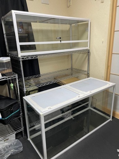 商談中　爬虫類倶楽部　ホワイトタンク
