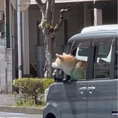 【 お試し募集❗️ペットタクシー】 犬の幼稚園わんだふる