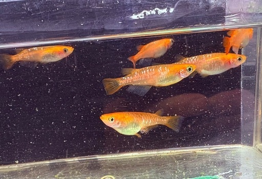来光カガミ鱗 (akyt) 松尾のその他の中古あげます・譲ります 