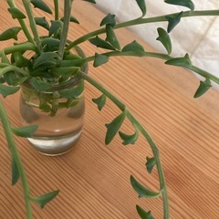 ⭐︎決まりました⭐︎ドルフィンネックレスの画像
