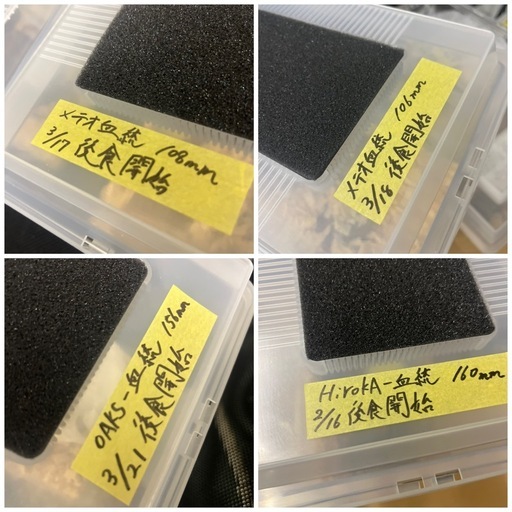 早い者勝ち！　ヘラクレスオオカブト　有名血統　160mm他　まとめて　