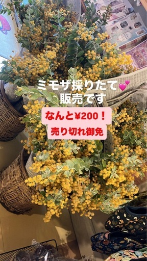 ミモザ (ビンクロ) 亀山のその他の中古あげます・譲ります｜ジモティー 