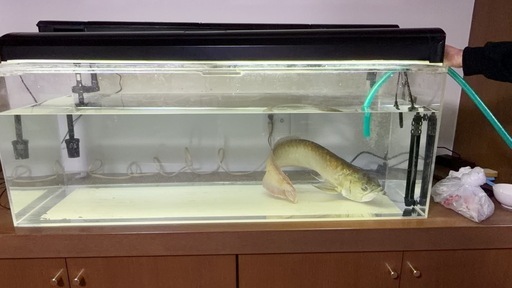 アロワナ飼育セット一式