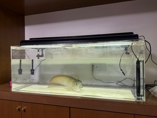 アロワナ飼育セット一式