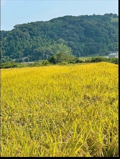 残り僅かとなりました。令和7年産 ヒノヒカリ モミ30kg 自家栽培米 11,700円 高隈 