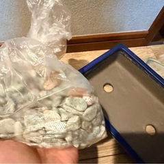 ミニ盆栽の鉢と平たい鉢の画像