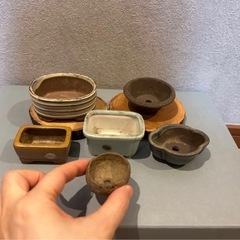 ミニ盆栽の鉢と平たい鉢の画像