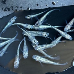 メダカ　夜桜　20匹❗️めだかの画像